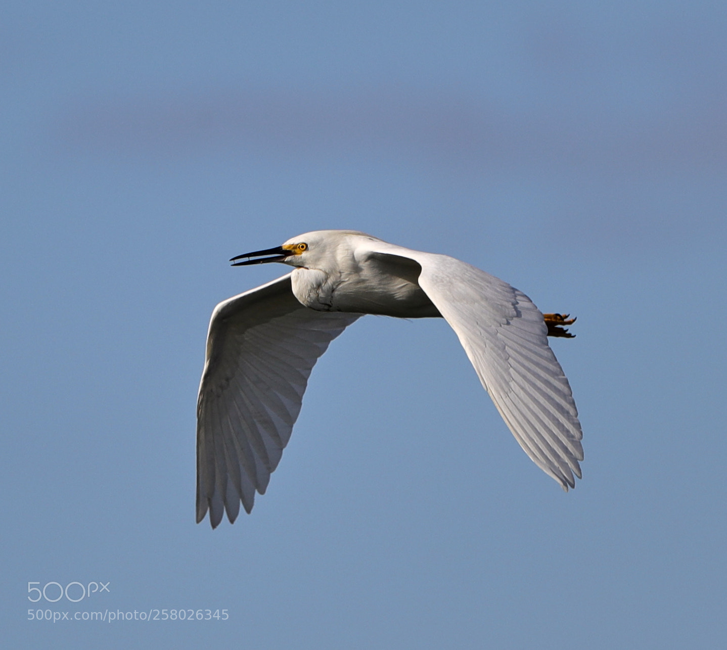 Canon EOS-1D X Mark II sample photo. 05-15-18-0017625.jpg photography