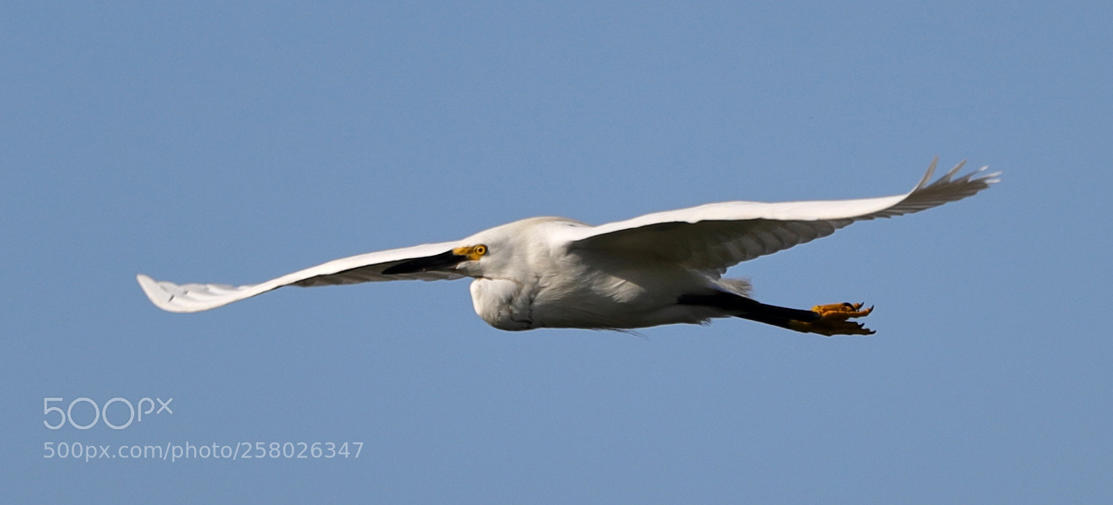 Canon EOS-1D X Mark II sample photo. 05-15-18-0017624.jpg photography