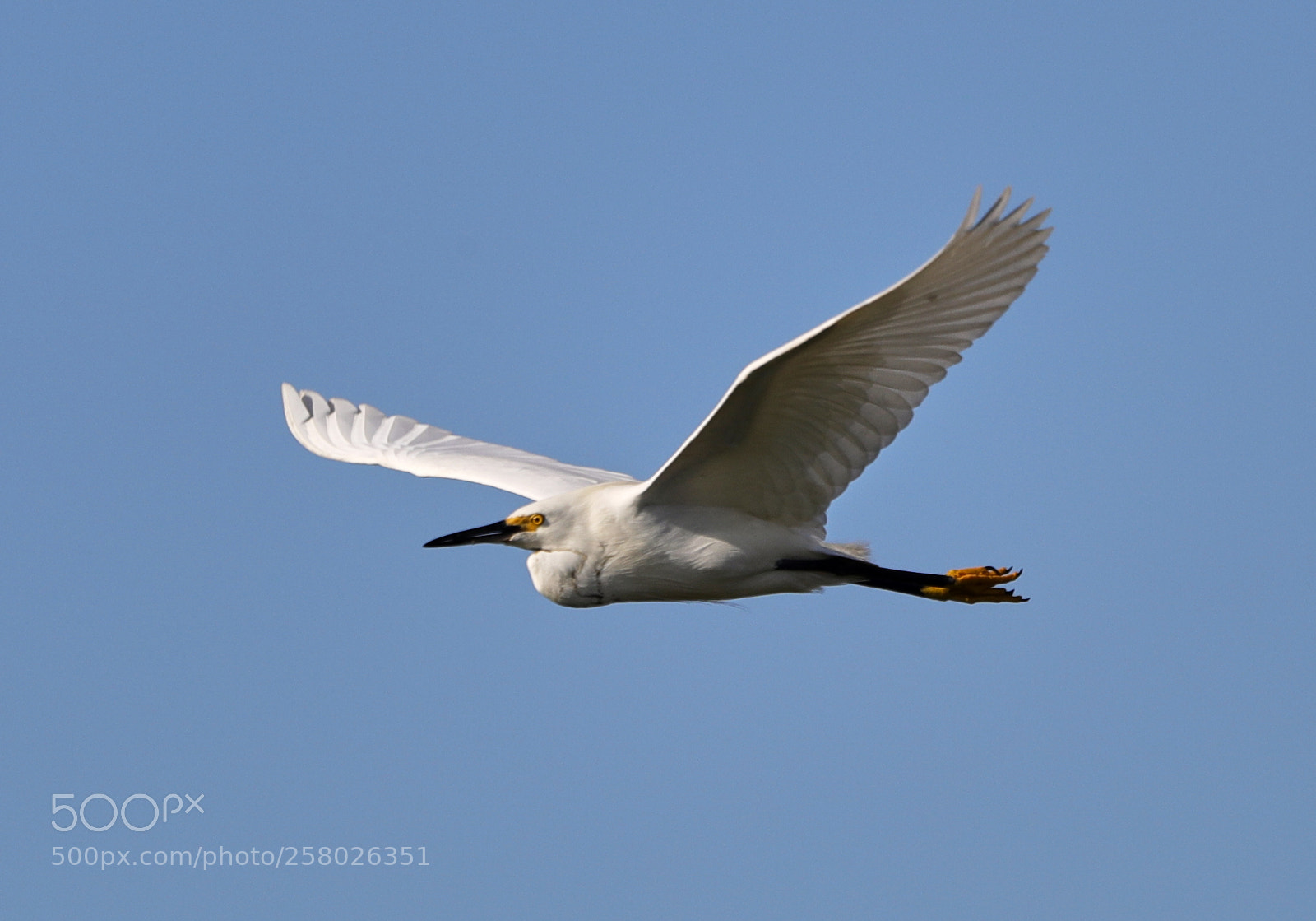 Canon EOS-1D X Mark II sample photo. 05-15-18-0017623.jpg photography