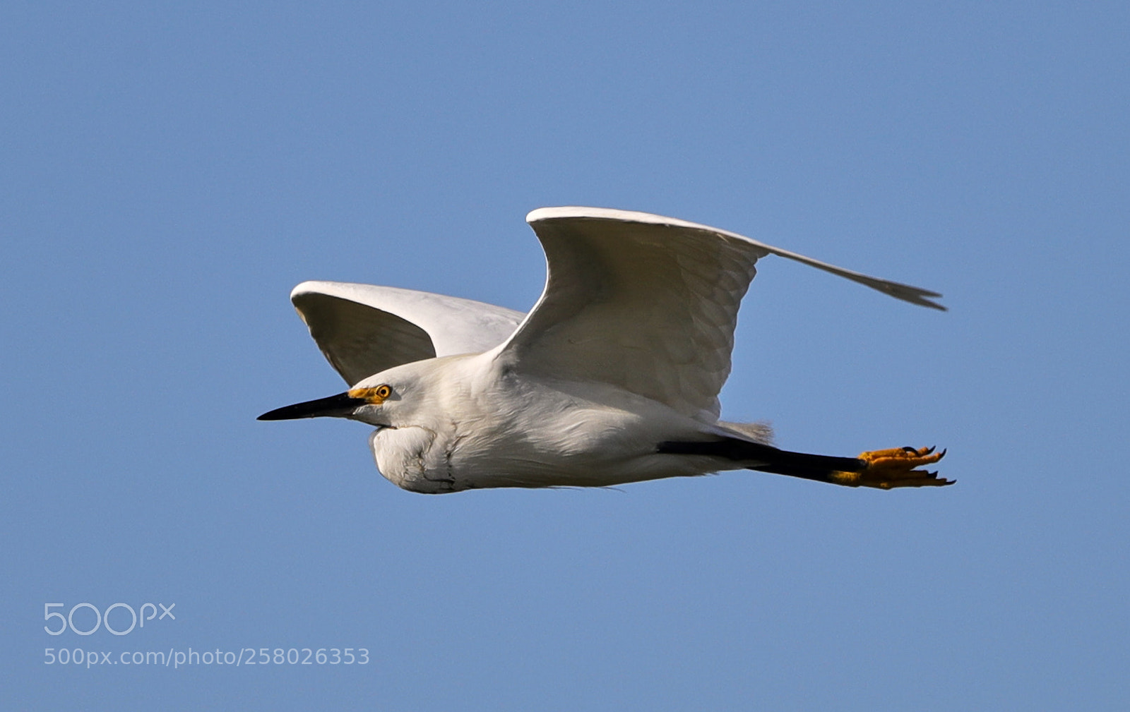 Canon EOS-1D X Mark II sample photo. 05-15-18-0017622.jpg photography