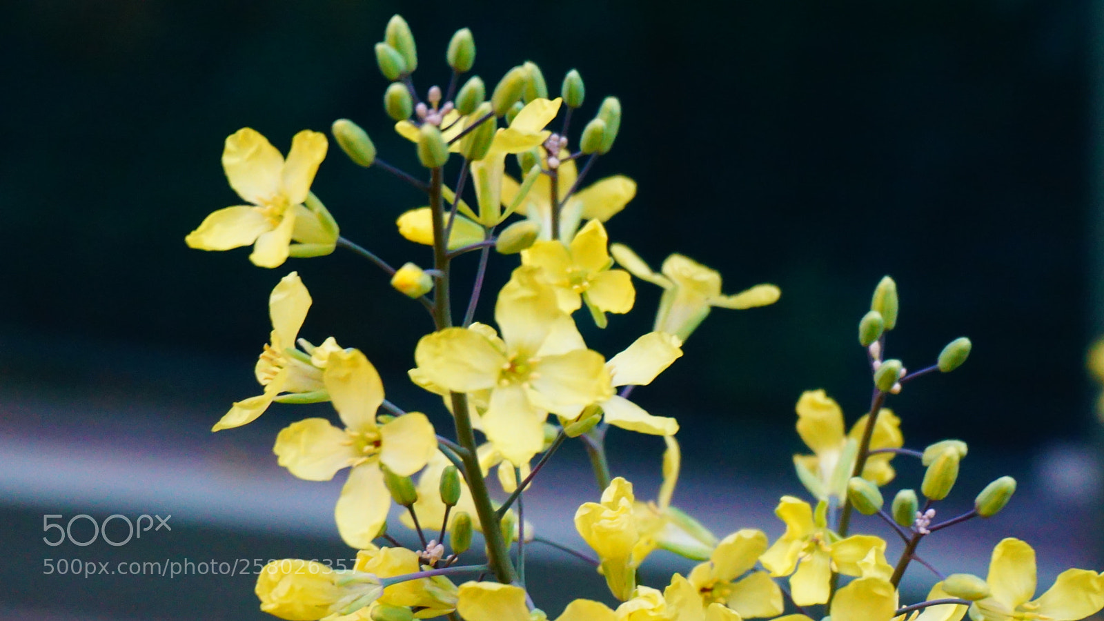 Sony a6000 sample photo. Flowers photography