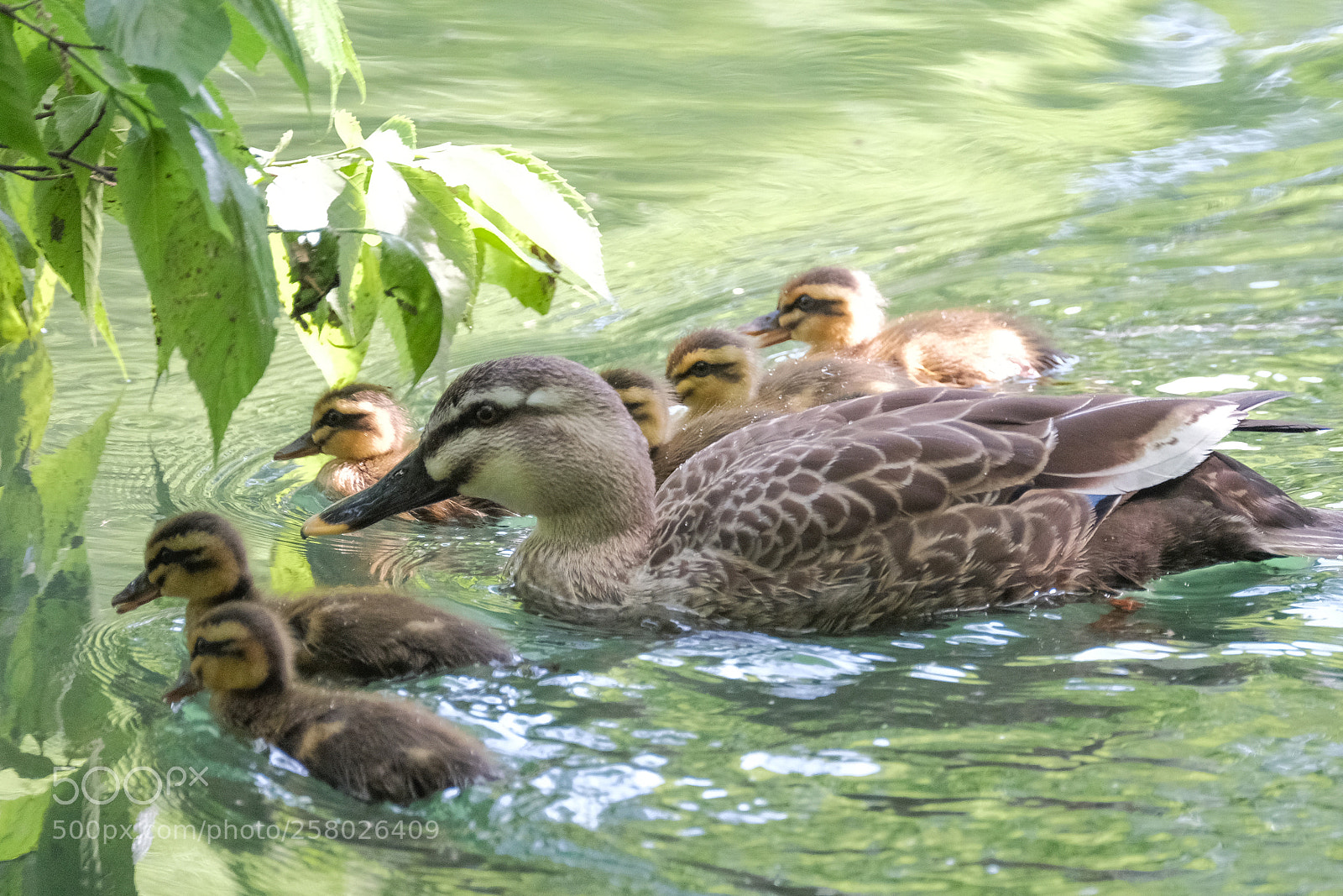 Fujifilm X-T2 sample photo. Family time photography