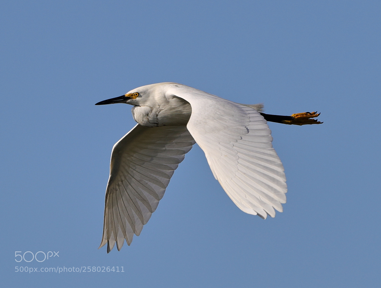 Canon EOS-1D X Mark II sample photo. 05-15-18-0017621.jpg photography