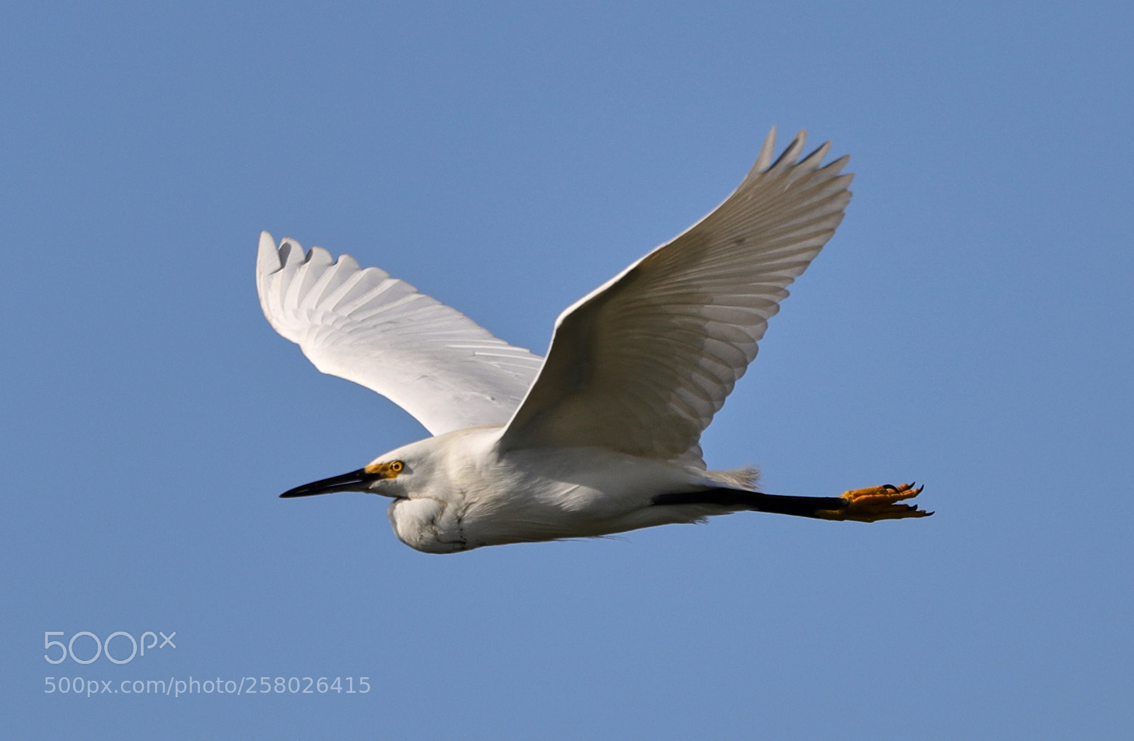 Canon EOS-1D X Mark II sample photo. 05-15-18-0017620.jpg photography