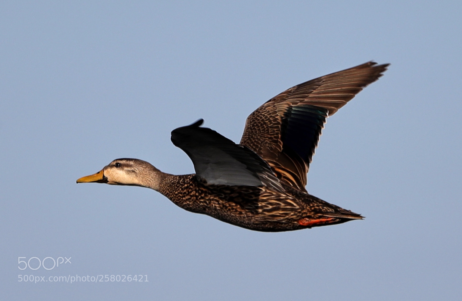 Canon EOS-1D X Mark II sample photo. 05-15-18-0017636.jpg photography