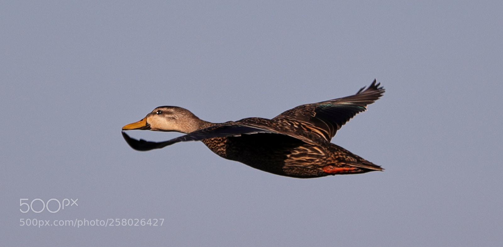 Canon EOS-1D X Mark II sample photo. 05-15-18-0017635.jpg photography