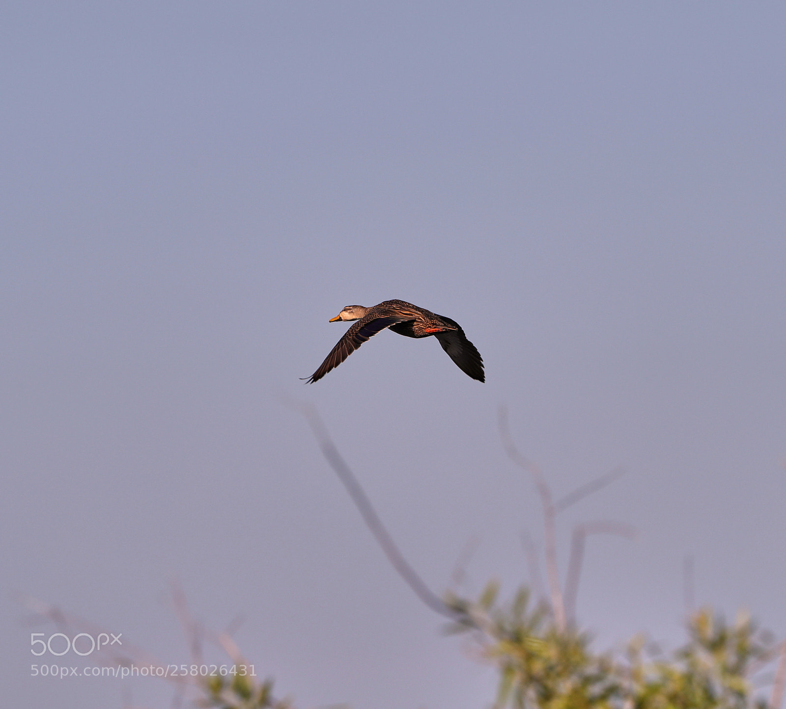 Canon EOS-1D X Mark II sample photo. 05-15-18-0017634.jpg photography
