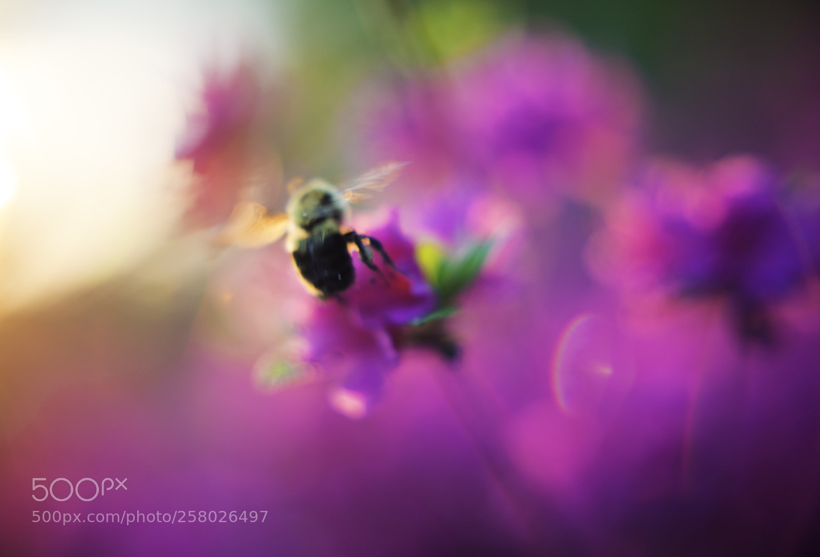 Nikon D800 sample photo. Blurry vision photography