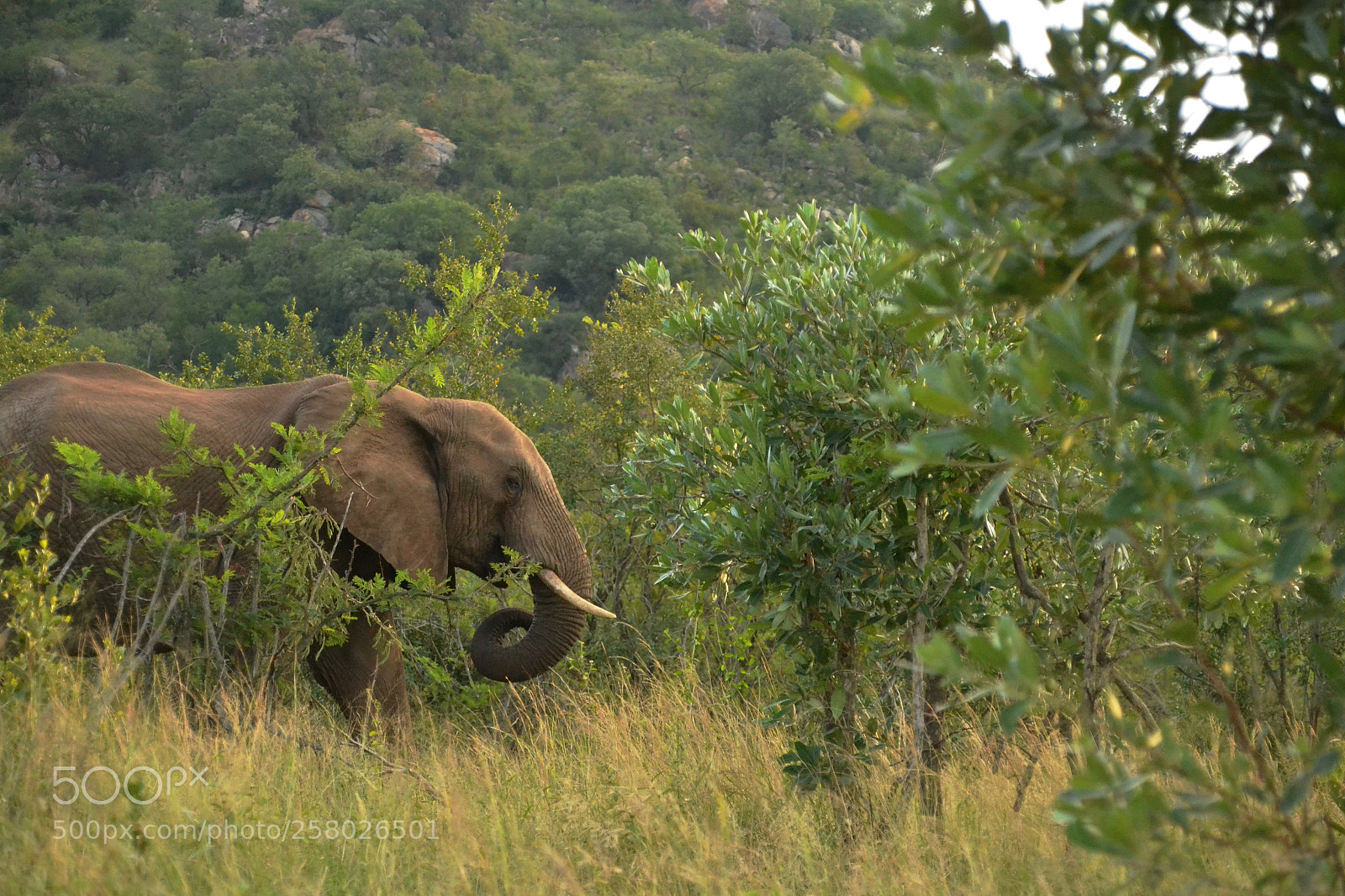 Nikon D3100 sample photo. Elephant curling its trunk photography