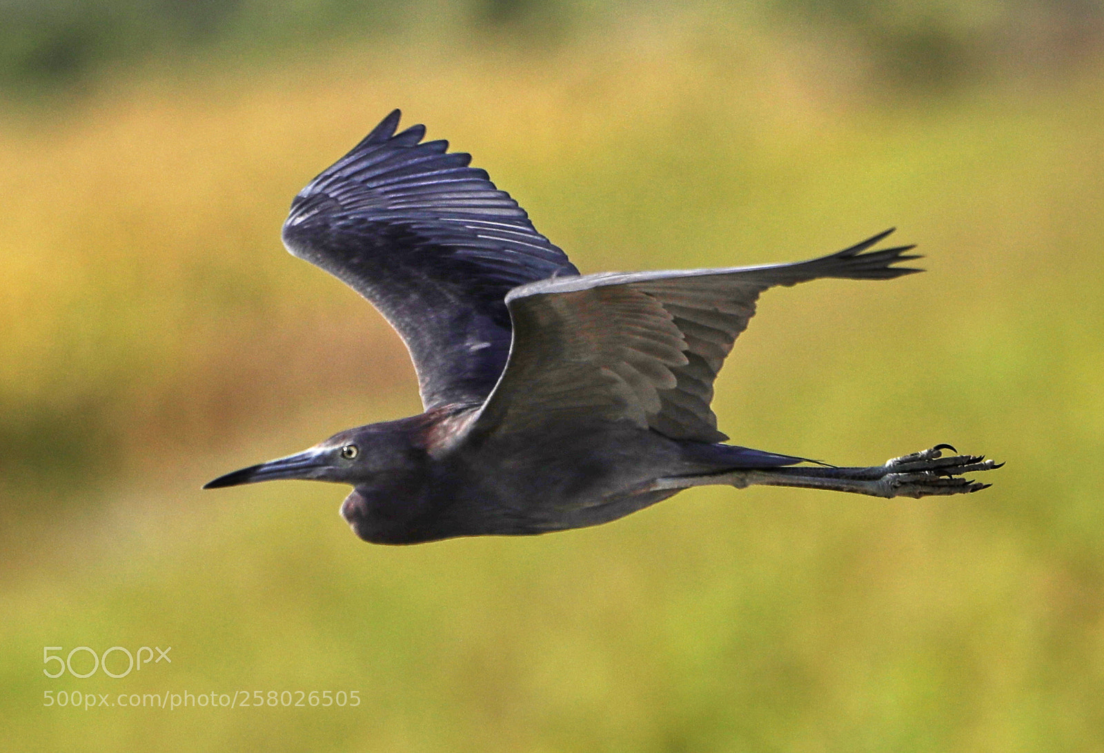 Canon EOS-1D X Mark II sample photo. 05-15-18-0017613 2.jpg photography