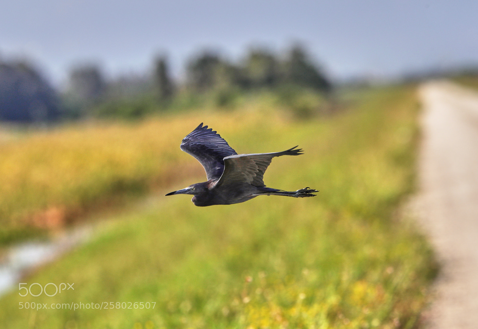Canon EOS-1D X Mark II sample photo. 05-15-18-0017613 1.jpg photography