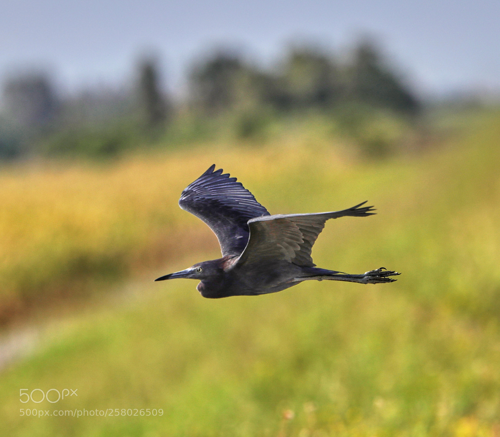 Canon EOS-1D X Mark II sample photo. 05-15-18-0017613.jpg photography