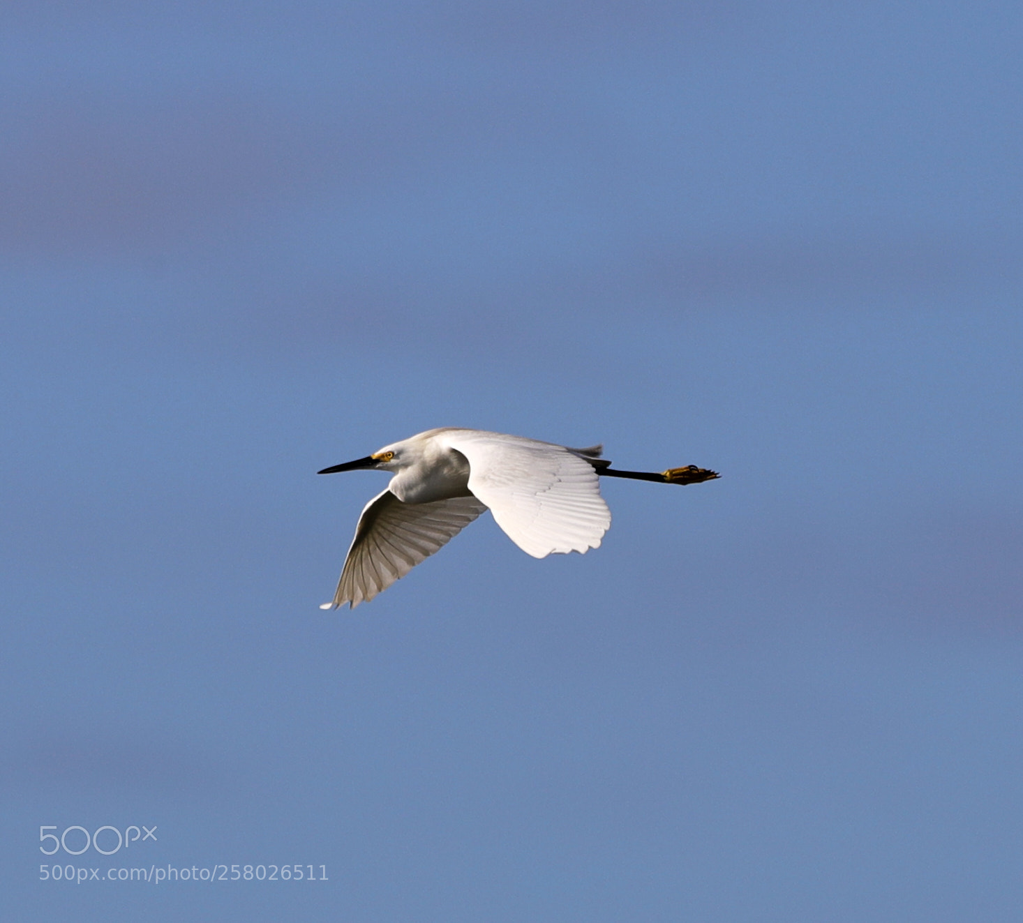 Canon EOS-1D X Mark II sample photo. 05-15-18-0017611.jpg photography