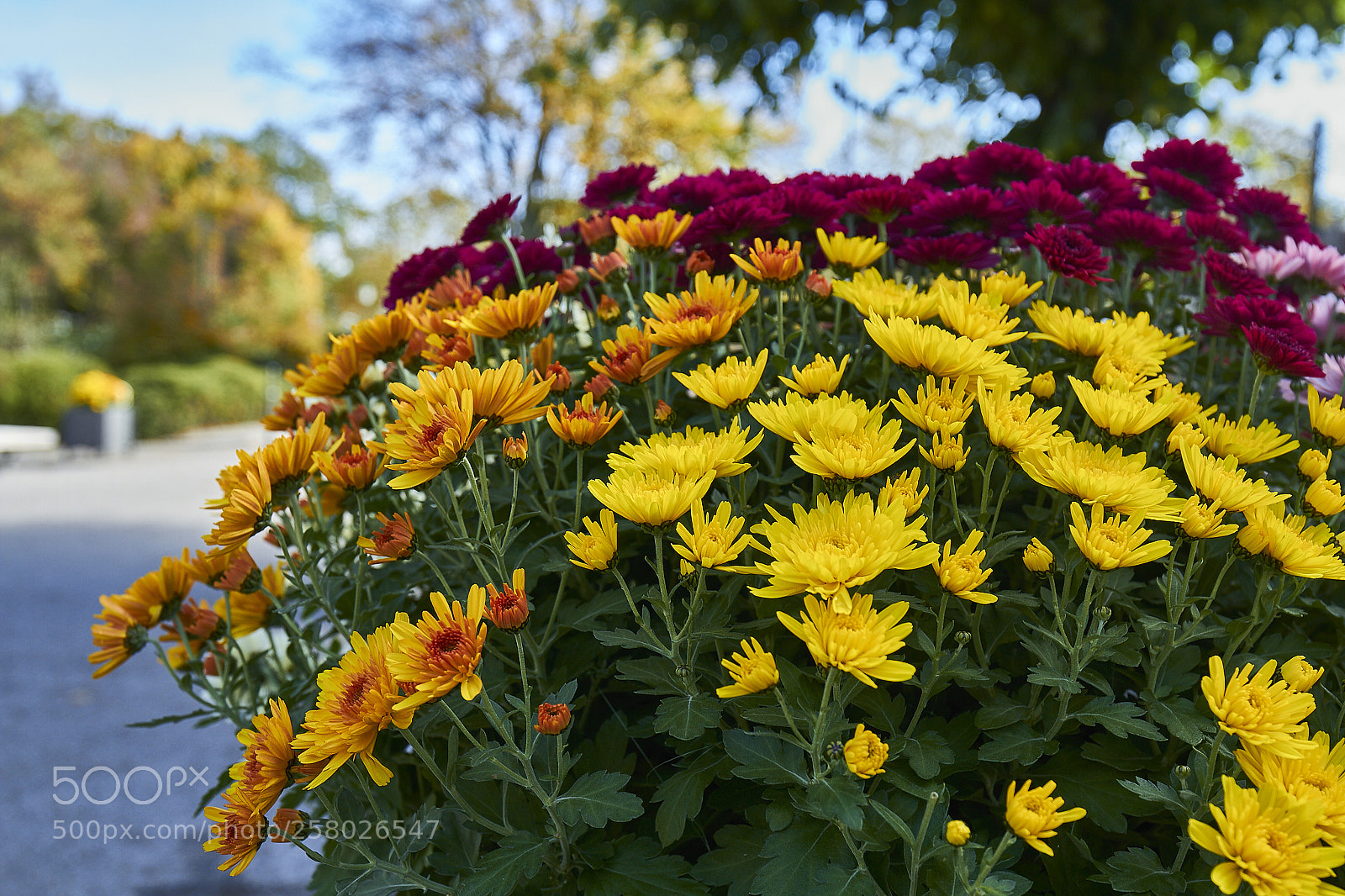 Canon EOS 7D sample photo. Flowers, yvoire photography