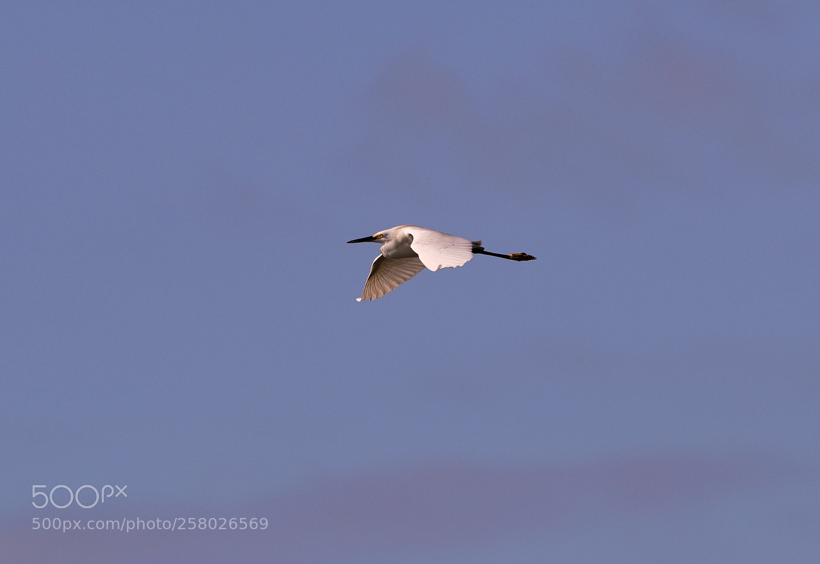 Canon EOS-1D X Mark II sample photo. 05-15-18-0017610.jpg photography