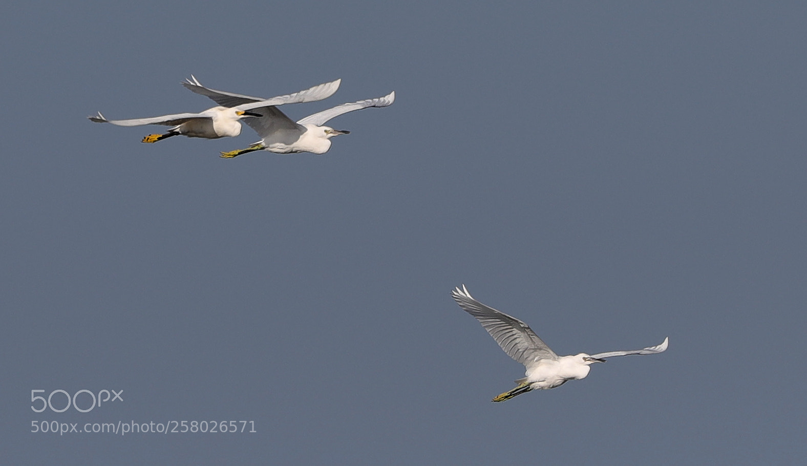 Canon EOS-1D X Mark II sample photo. 05-15-18-0017609 1.jpg photography