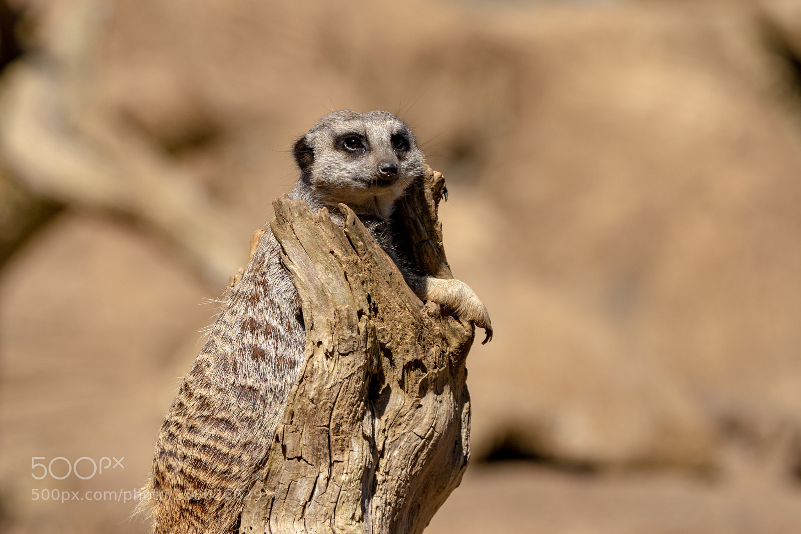 Nikon D7200 sample photo. Meerkat photography