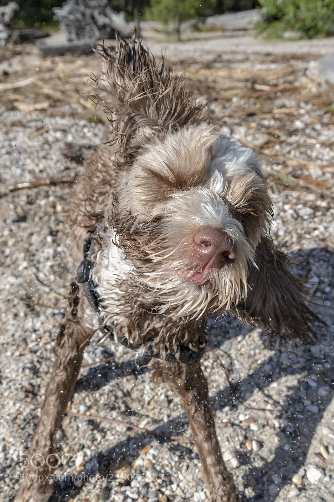 Nikon D850 sample photo. Mozzie drying off photography