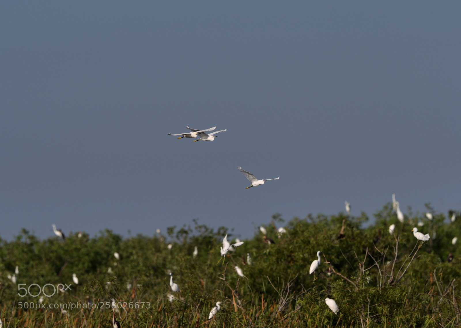 Canon EOS-1D X Mark II sample photo. 05-15-18-0017609.jpg photography