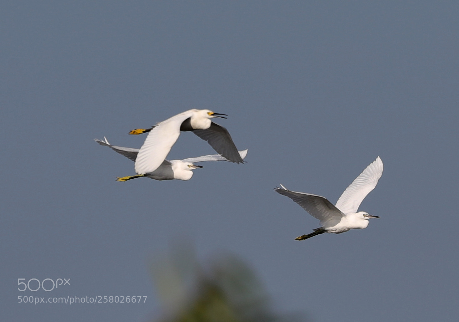 Canon EOS-1D X Mark II sample photo. 05-15-18-0017608.jpg photography