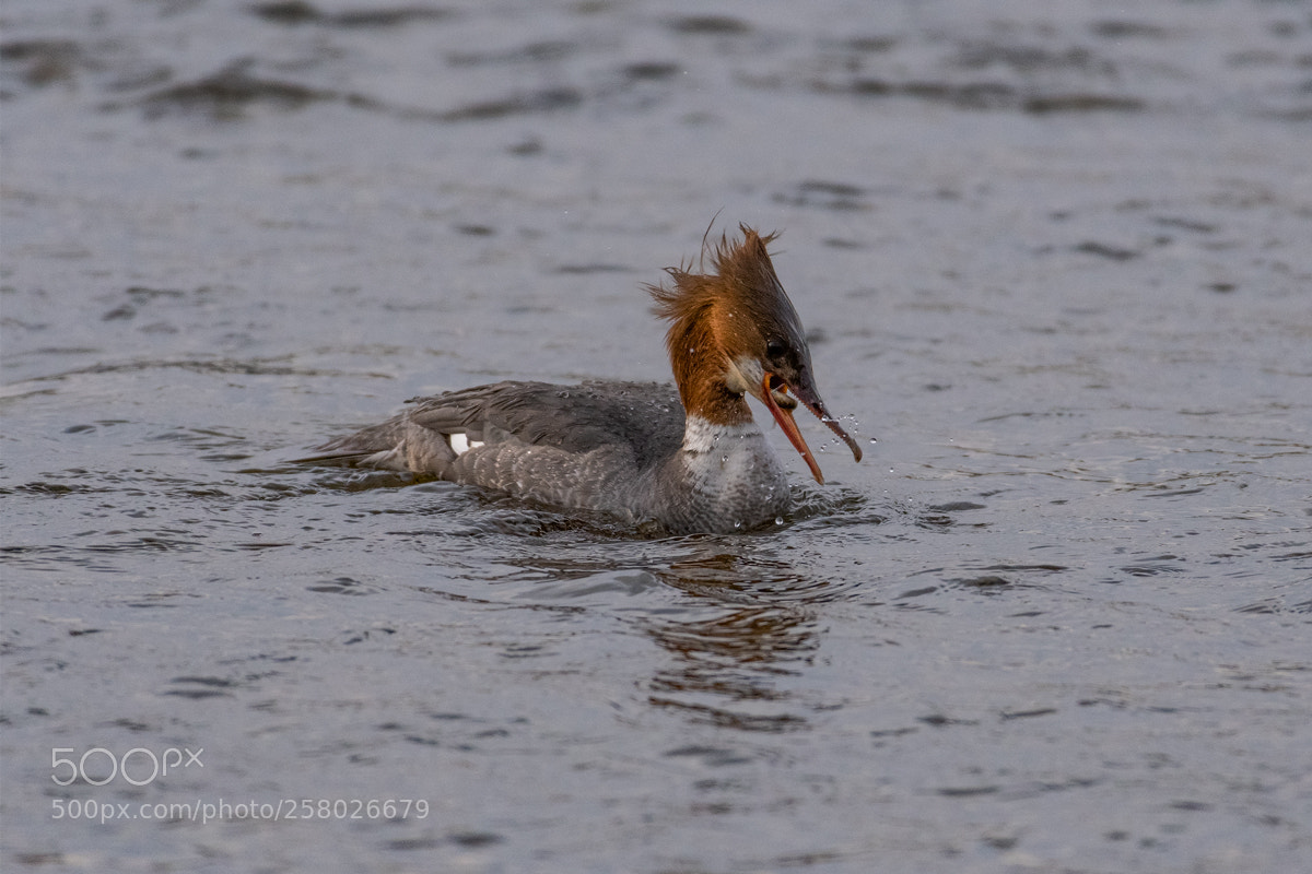 Nikon D500 sample photo. Common merganser fishing photography