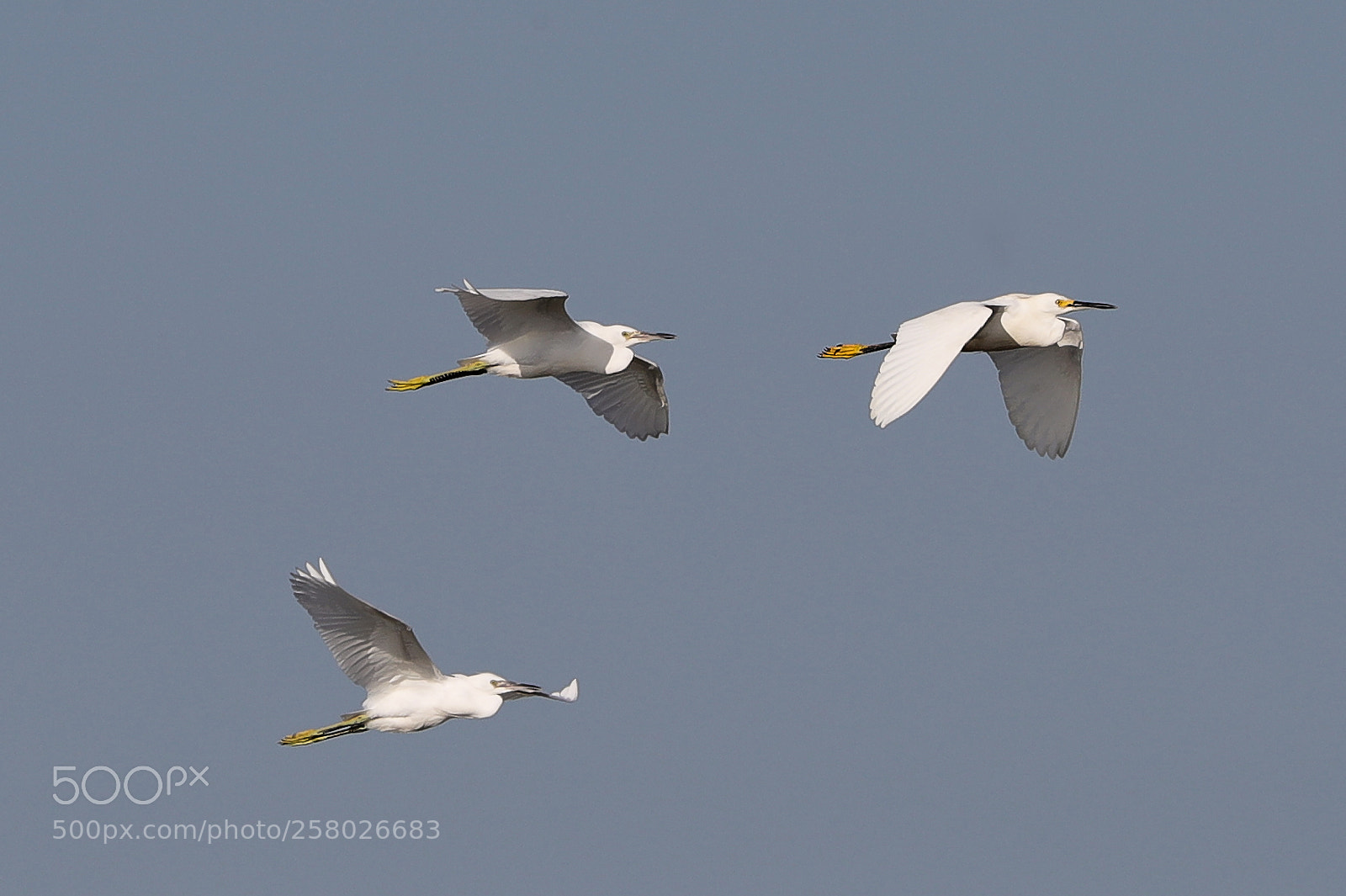 Canon EOS-1D X Mark II sample photo. 05-15-18-0017607.jpg photography