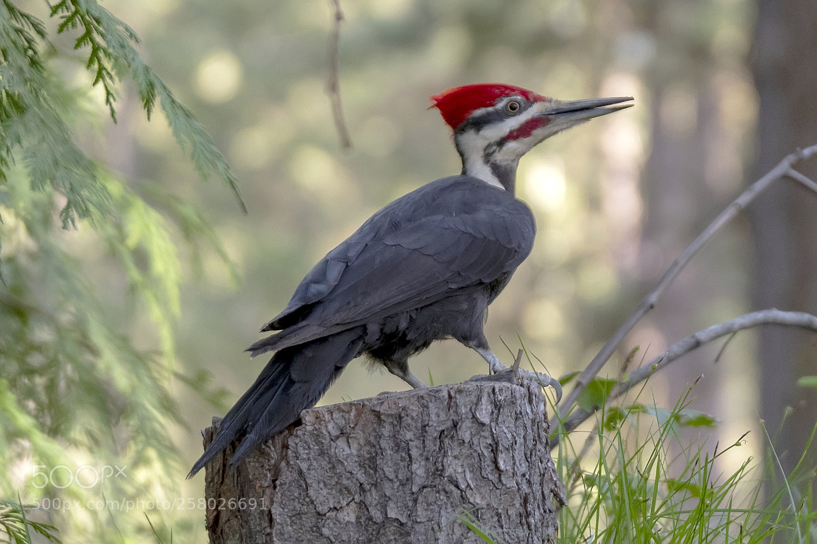 Nikon D850 sample photo. Pileated woodpecker photography