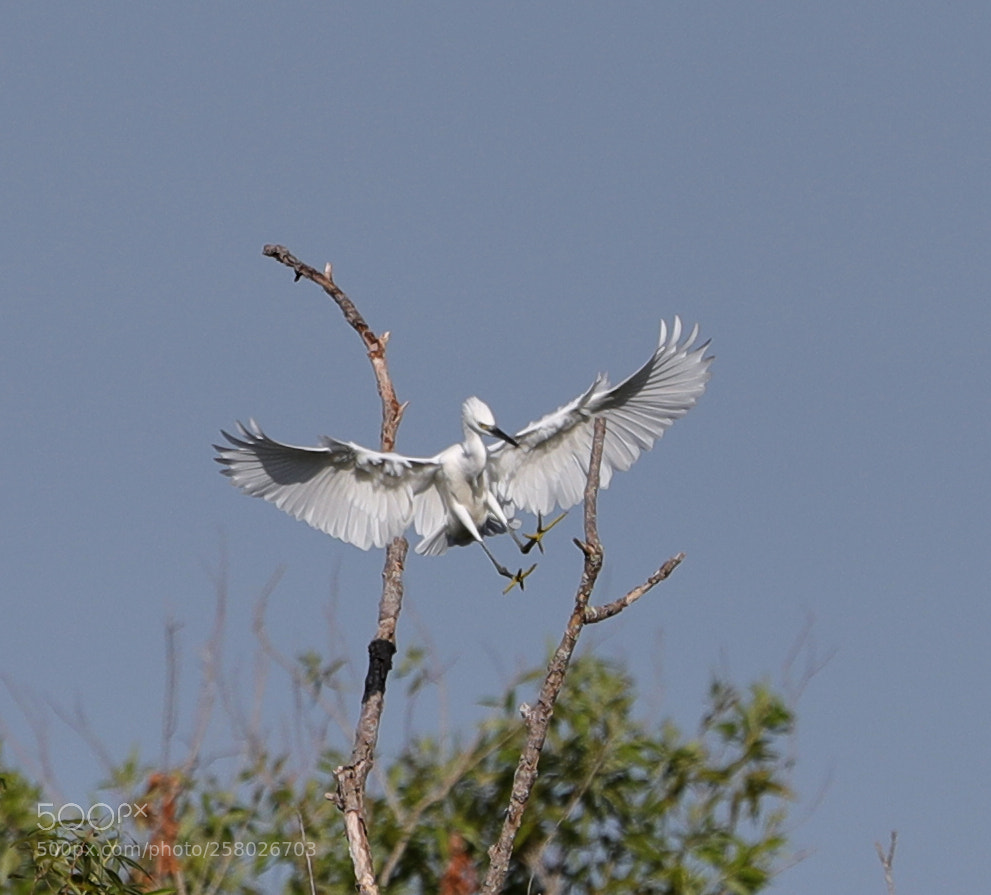 Canon EOS-1D X Mark II sample photo. 05-15-18-0017603 1.jpg photography