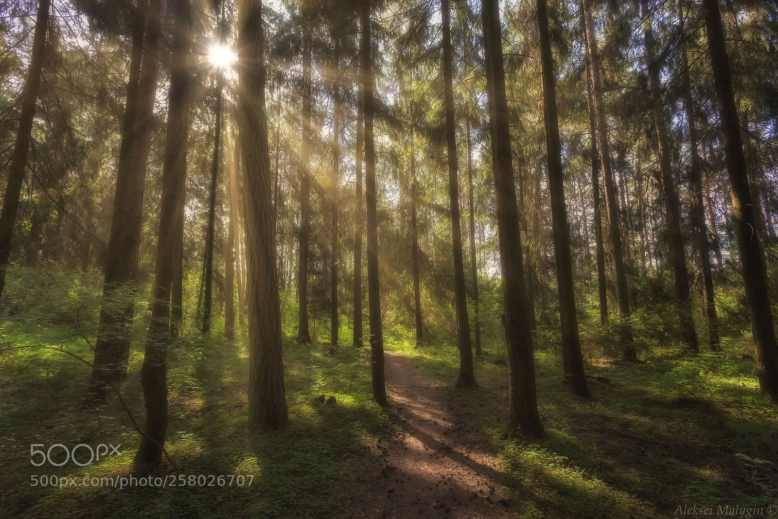 Canon EOS 6D sample photo. Morning in a belarusian photography