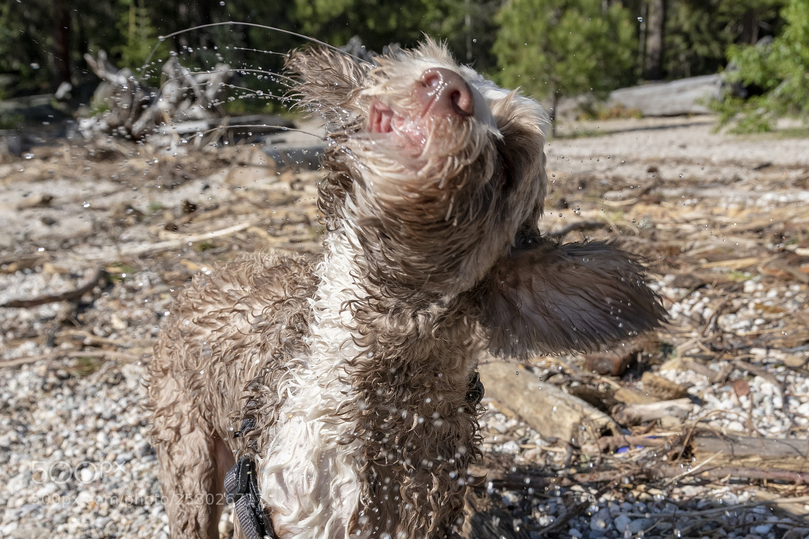 Nikon D850 sample photo. Drying mozzie photography