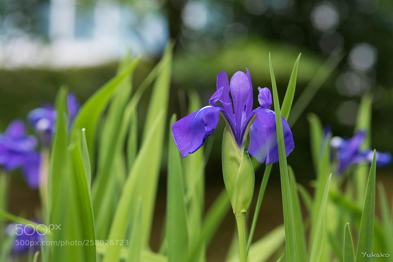 Nikon D750 sample photo. Iris photography