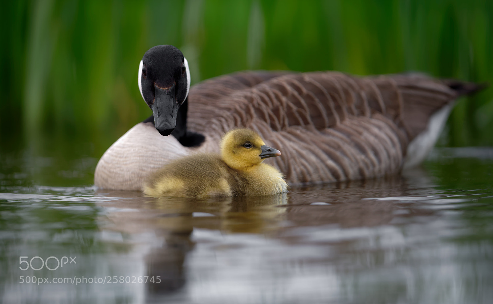 Nikon D850 sample photo. 'mother goose' photography