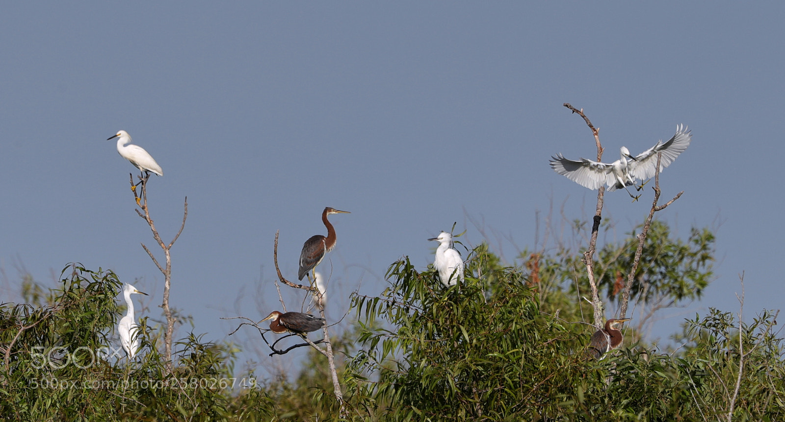 Canon EOS-1D X Mark II sample photo. 05-15-18-0017603.jpg photography