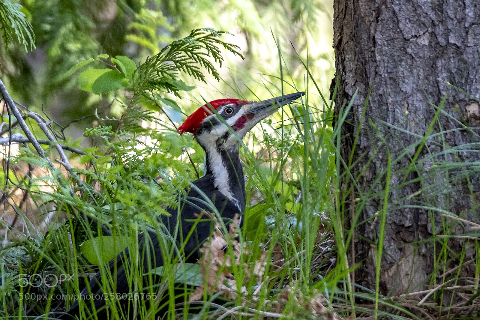 Nikon D850 sample photo. Pileated woodpecker photography