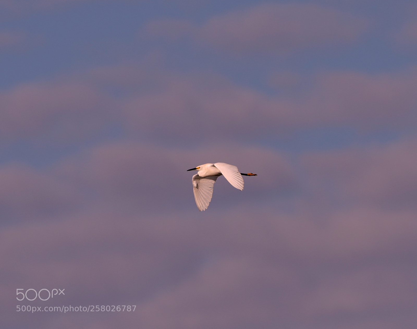 Canon EOS-1D X Mark II sample photo. 05-15-18-0017595.jpg photography