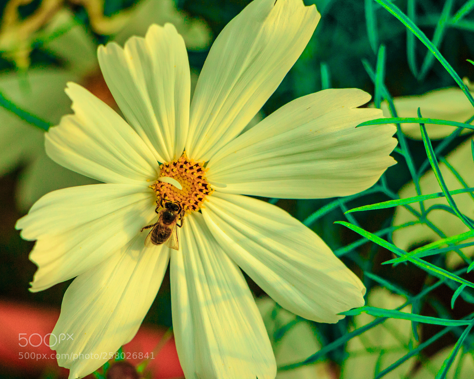 Canon EOS 70D sample photo. Lil'bud photography
