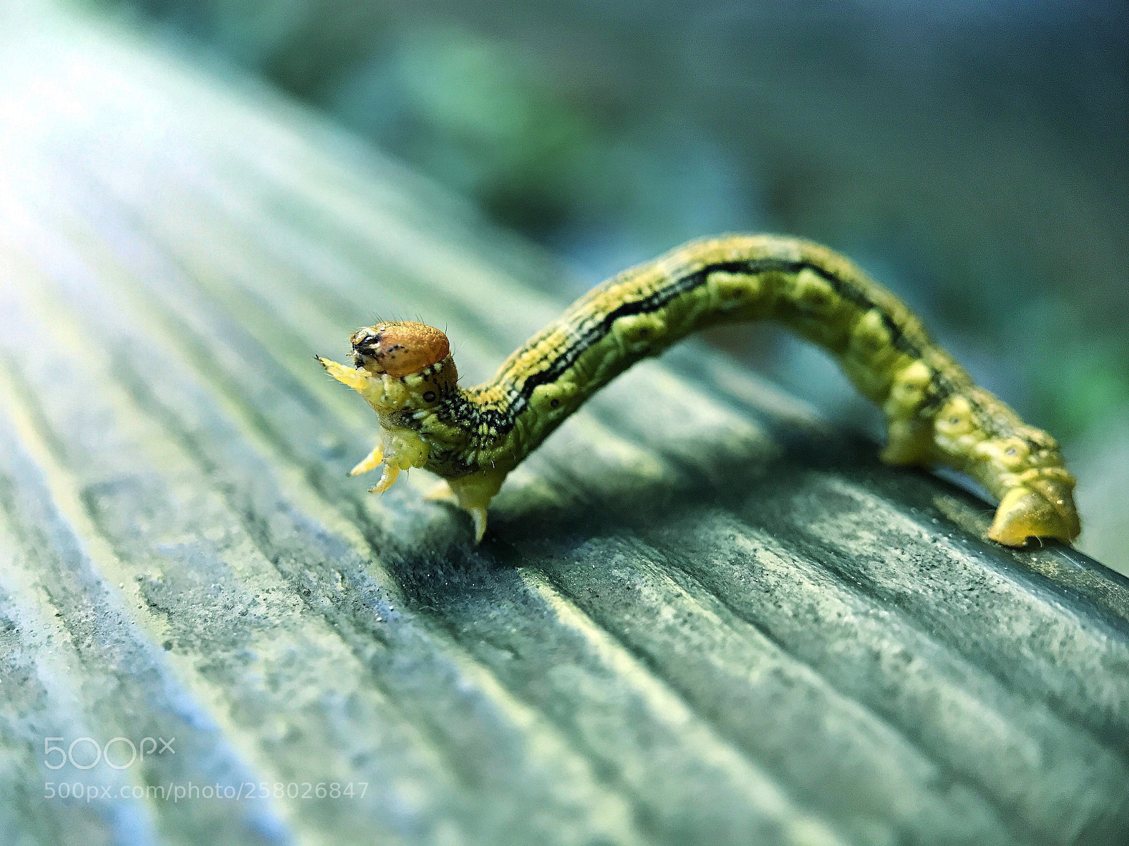 Apple iPhone 7 Plus sample photo. Dancing caterpillar? photography