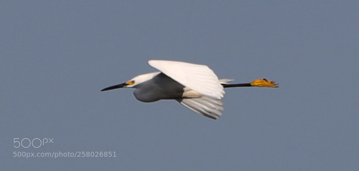 Canon EOS-1D X Mark II sample photo. 05-15-18-0017597.jpg photography