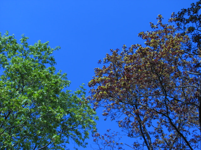 Canon POWERSHOT S3 IS sample photo. Maples photography