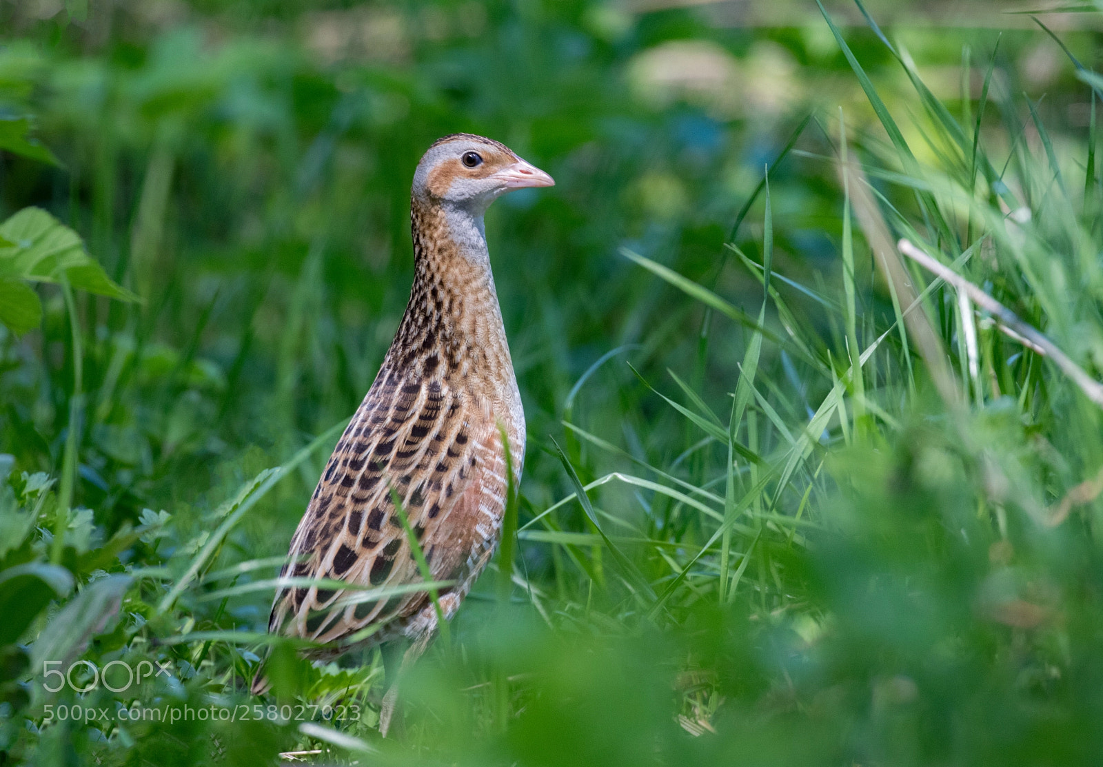 Canon EOS 80D sample photo. The corn crake crex photography