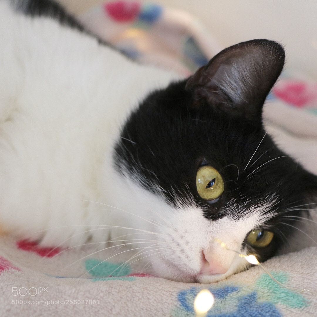 Canon EOS 750D (EOS Rebel T6i / EOS Kiss X8i) sample photo. Willow photography