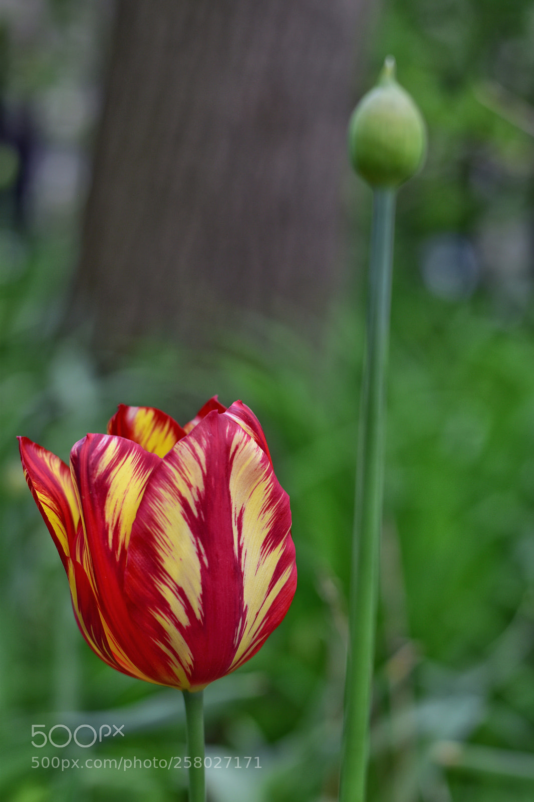 Nikon D5600 sample photo. Pretty flower downtown toronto  photography