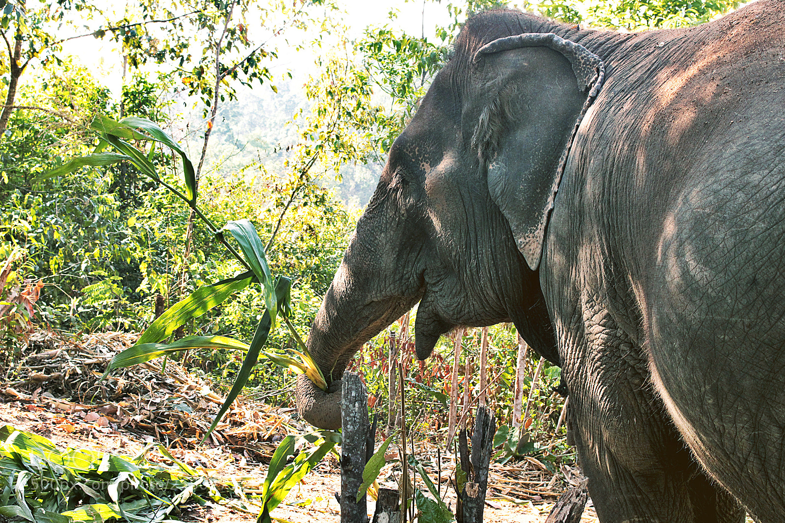 Canon EOS 100D (EOS Rebel SL1 / EOS Kiss X7) sample photo. Elephant sanctuary photography
