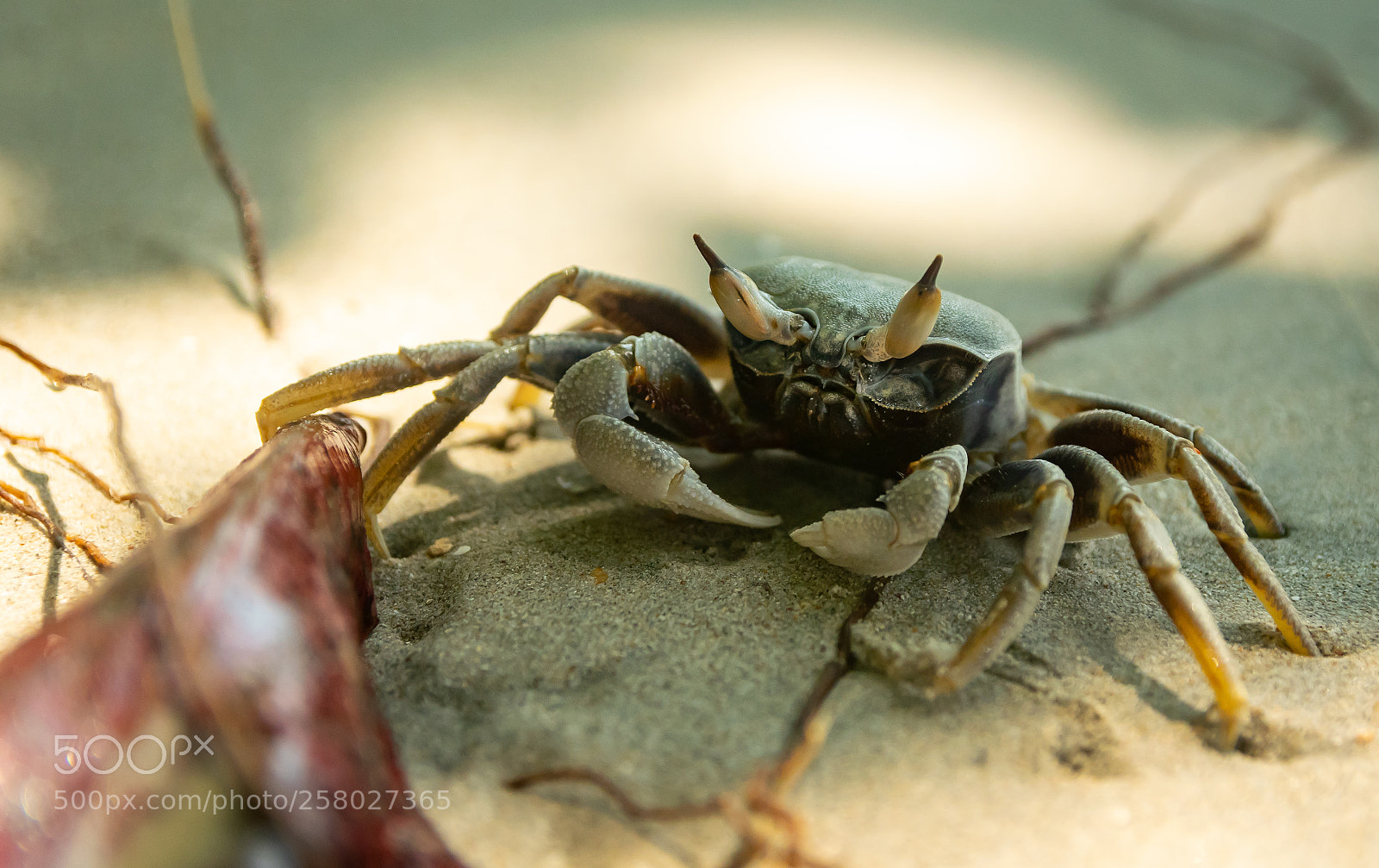 Nikon D5300 sample photo. The crab photography