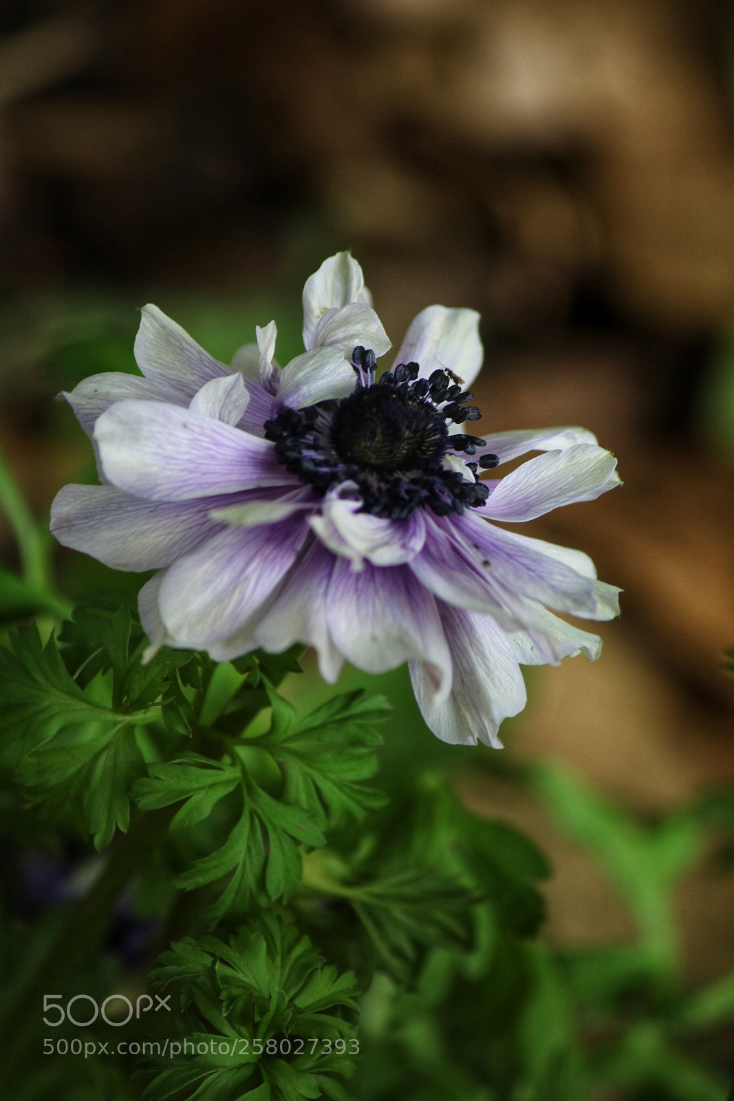 Canon EOS 750D (EOS Rebel T6i / EOS Kiss X8i) sample photo. 1 photography