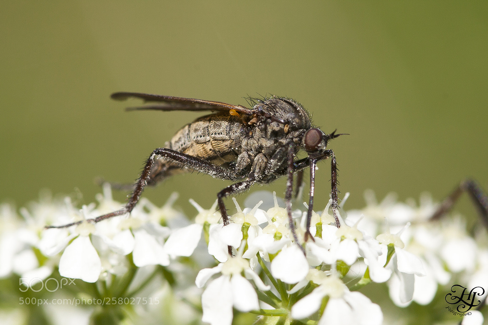 Canon EOS 5D Mark II sample photo. Roofvliegen (asilidae) photography