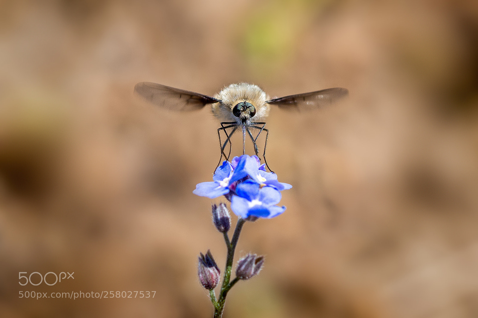 Olympus OM-D E-M10 II sample photo. Bee-fly photography