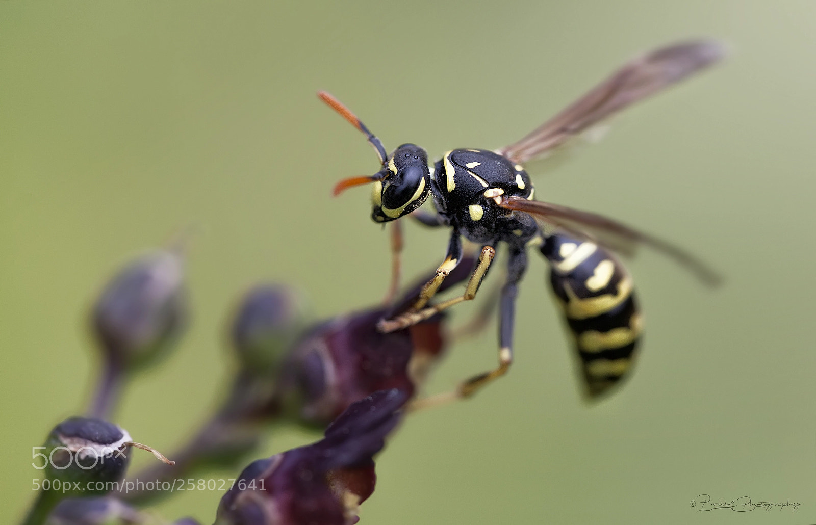 Canon EOS 5D Mark II sample photo. Wasp in nature... photography