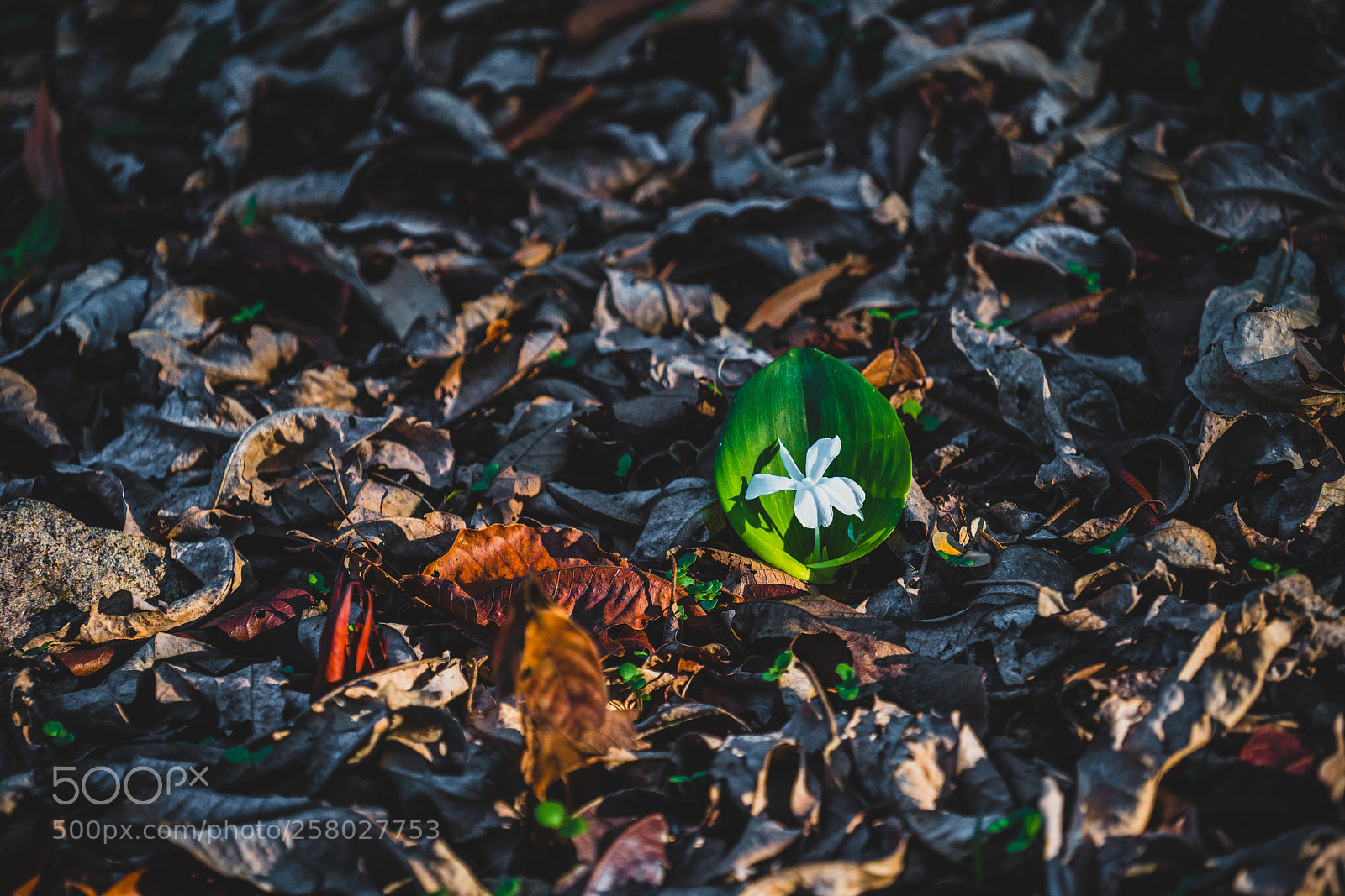 Sony a7R III sample photo. In the arm photography