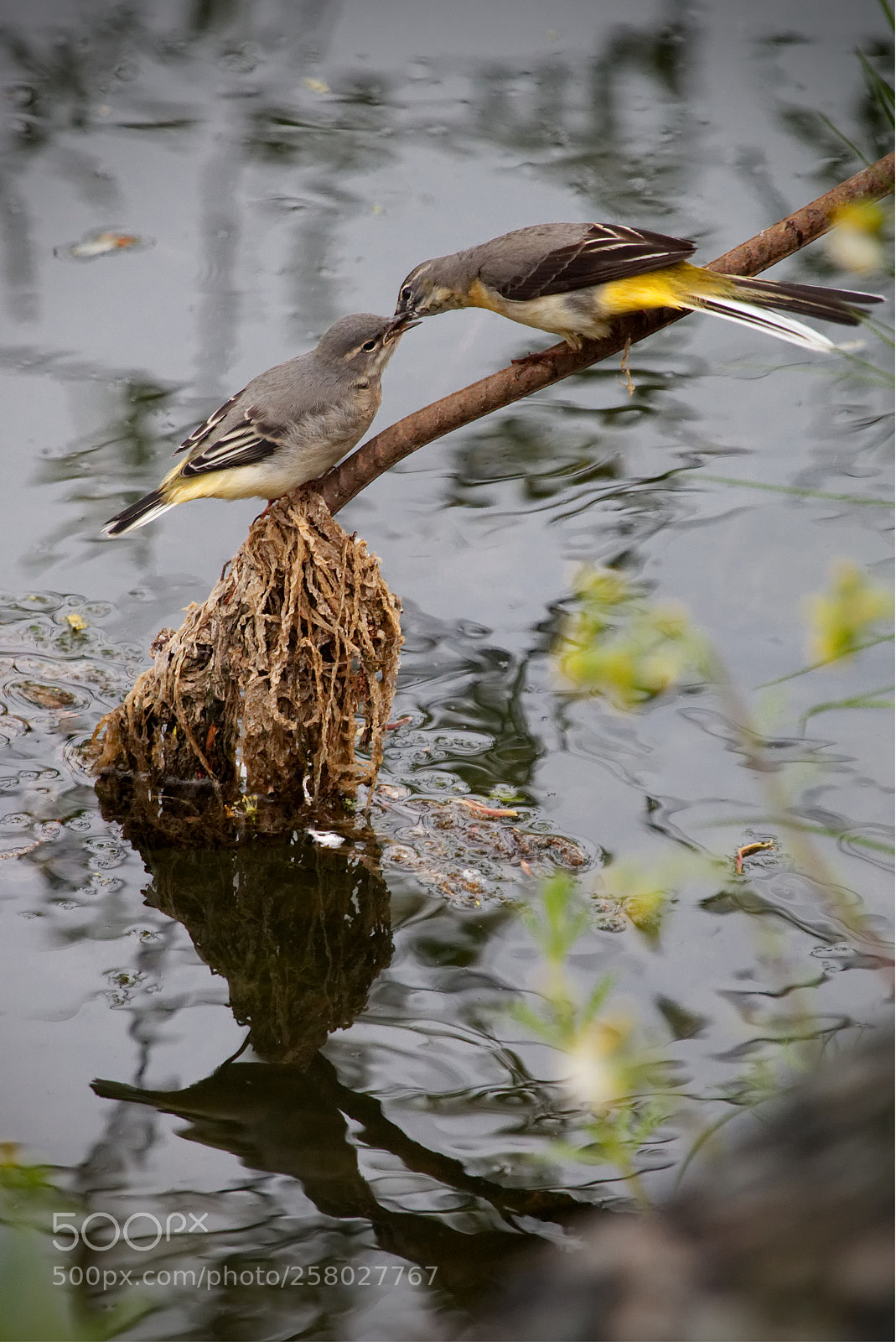 Canon EOS 70D sample photo. Feeding time photography